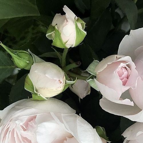 Rosa Herzogin Christiana® - roz - Trandafir copac cu trunchi înalt - cu flori în buchet - coroană tufiș